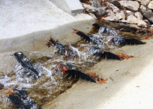 Fish Baffle, Spoiler Baffle, Culvert Baffle, Culvert Spoiler, Fish Ladder, Fish Passage, Weir Baffle